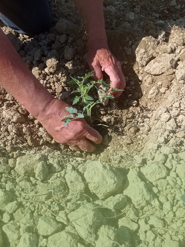 Dott. Agronomo Di Gioia potatura